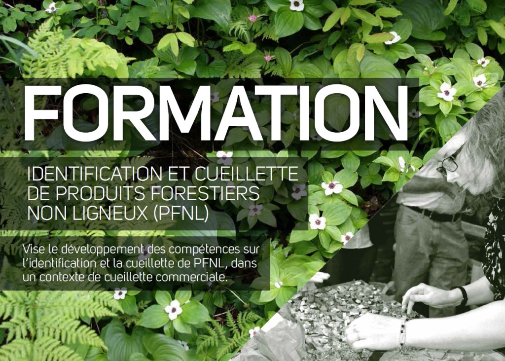 Formation Identification et cueillette de produits forestiers non ligneux Lanaudière